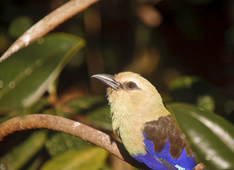 Blue-Bellied Roller Looking Up