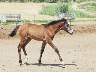 Andalusian foal in  paddock