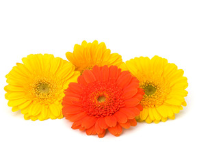 Beautiful daisy gerbera flowers