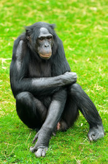 Bonobo