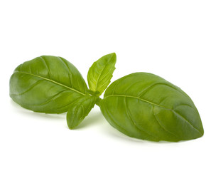 Sweet basil leaves