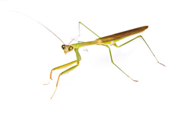 Praying Mantis