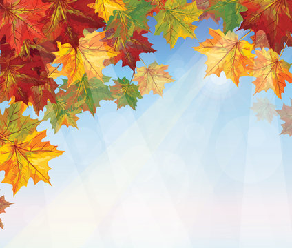 Vector of autumnal leaves on blue sky background.