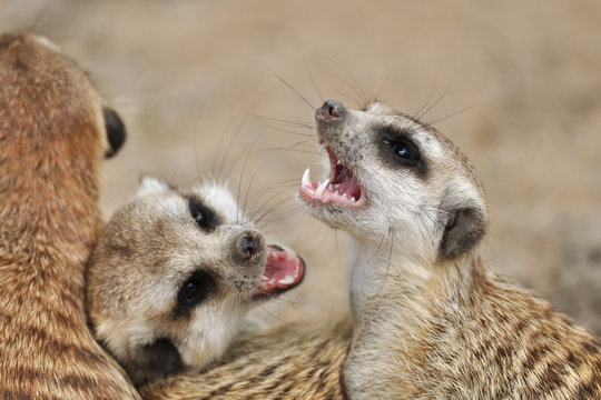 Meerkat with open mouth