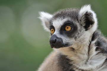 Obraz premium Portret lemura