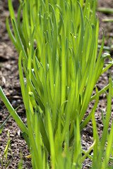 Bed of spring onions.