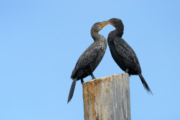 Two Cape Cormorants on a pole.