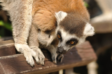 Surprised lemur on bench