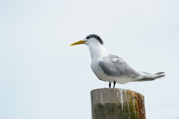 Swift Tern standing on a pole.