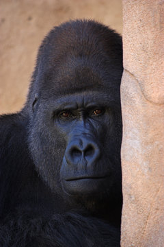 gorilla