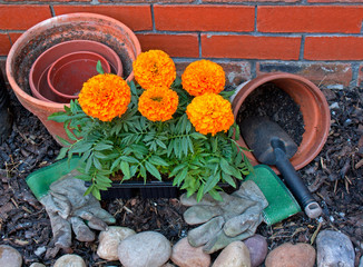 Transplanting Marigolds into pots