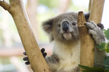 Rolgordijnen Koala in boom in Taronga Zoo, Sydney, Australië © jimbola