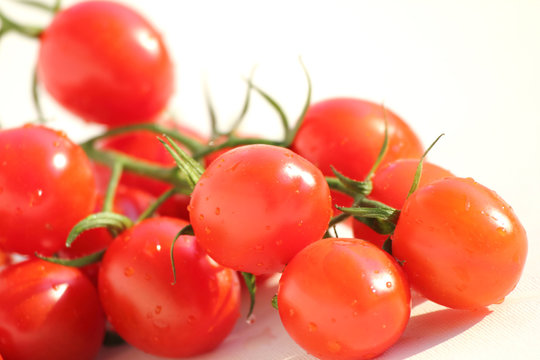 Coctailtomaten Tomaten