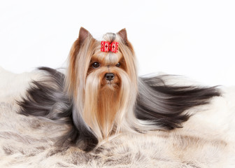 yorkie puppy on white gradient background