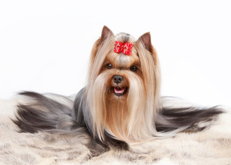 yorkie puppy on white gradient background