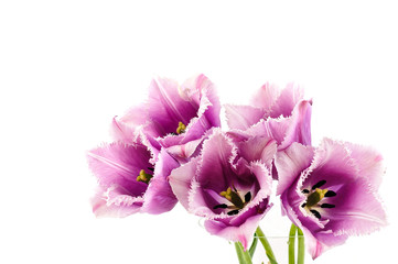 flowers isolated on white. tulips