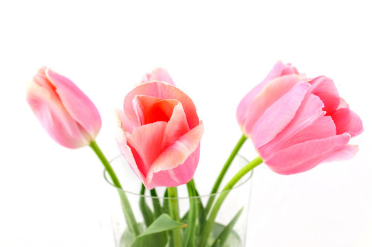 flowers isolated on white. tulips