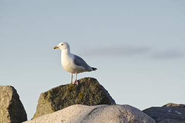 Möwe