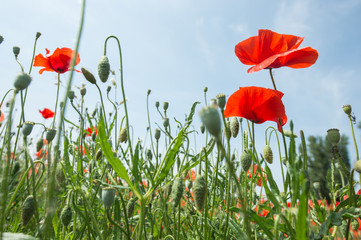 Fototapeta premium Fleurs - Coquelicots