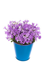 Campanula Flower in a Pot