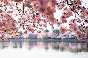 Fototapeten Kirschblüten über dem Tidal Basin in Washington DC © eurobanks