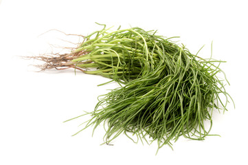 Opposite Leaved Saltwort