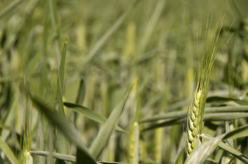 Spikelet of barley
