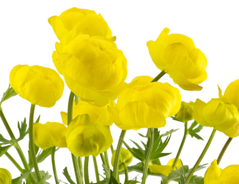 The yellow globe-flower.