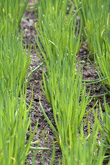 Bed of spring onions.