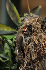 A female Palestine Sunbird feeding the chicks in nest
