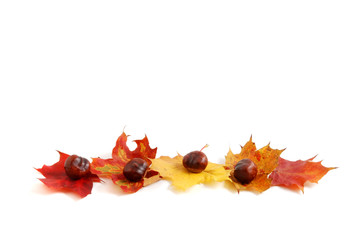 Autumn border with chestnuts and leaves