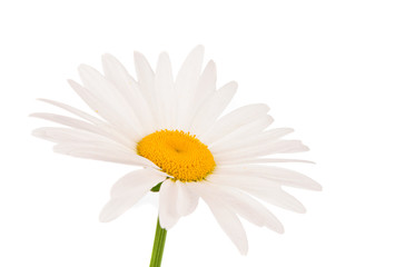 Fototapeta premium chamomile isolated