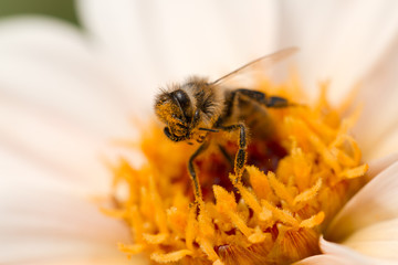 Biene mit Blütenstaub bedeckt