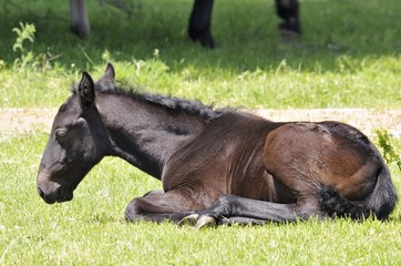 Lipizzaner foal lying on the grass