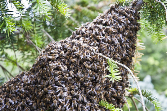 Bienenschwarm an einem Nadelgeh&ouml;lz