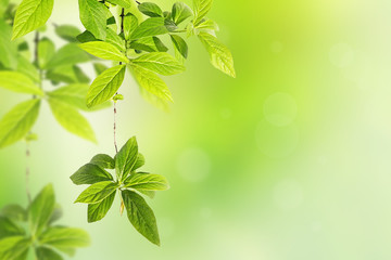 Springtime background with green leaves