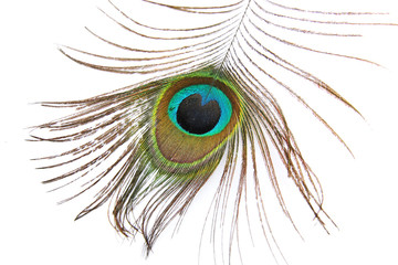 Fototapeta premium Beautiful peacock feather on white