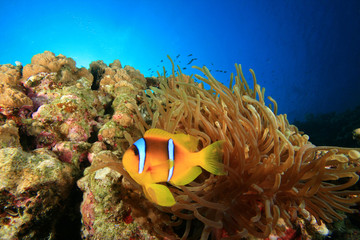 Naklejka na ściany i meble Red Sea Anemonefish in Bubble Anemone
