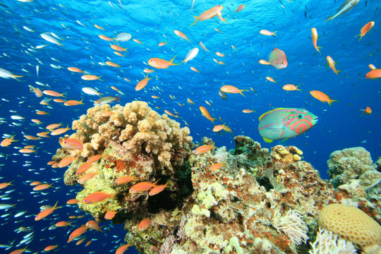 Coral Reef Scene with Tropical Fish