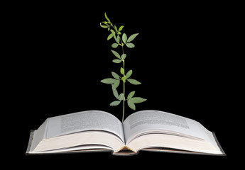 plant growing from open book