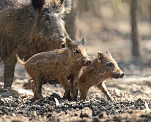 Wild pig with babies