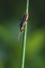 Cantharis