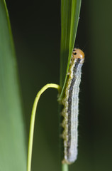 caterpillar