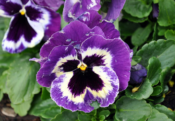 purple flower © petrle