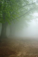 Fototapeta premium Fog alley