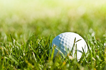 golf ball in green grass