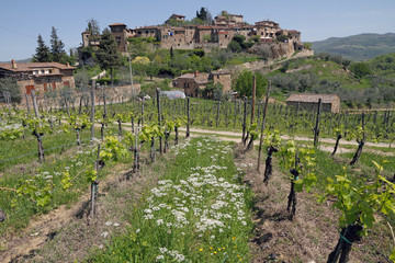 Fototapeta na wymiar landscape with vineyards in spring and old village on hill, Mont
