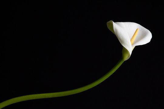 Calla
