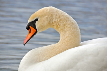 Schwan