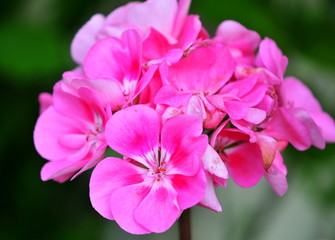Fototapeta na wymiar różowe geranium
